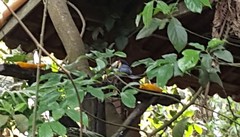Ramphastos dicolorus