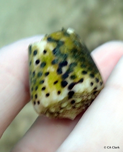 Conus pulicarius observed 2018-10-04
