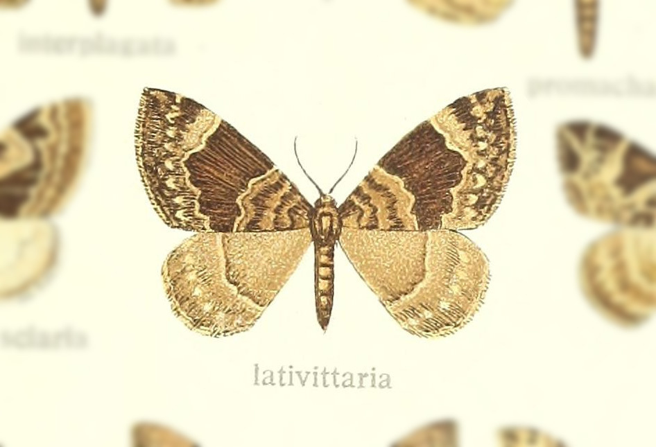 Eustroma lativittaria