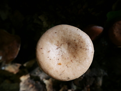 Lactarius imperceptus