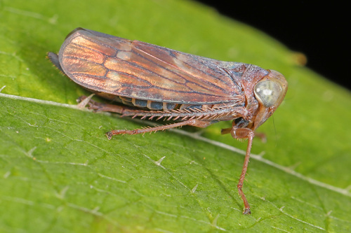 Coppery Leafhopper photo 4