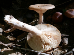 Lactarius imperceptus
