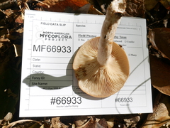 Lactarius imperceptus