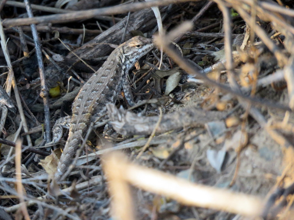 Chaco Tree Iguana