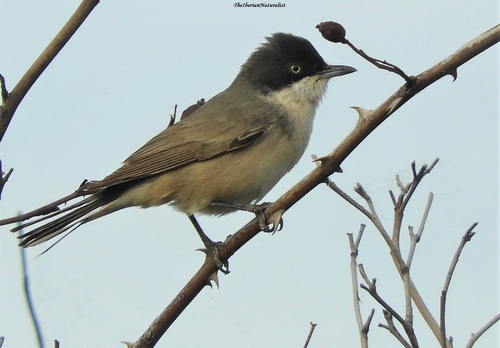 Fauvette orphée