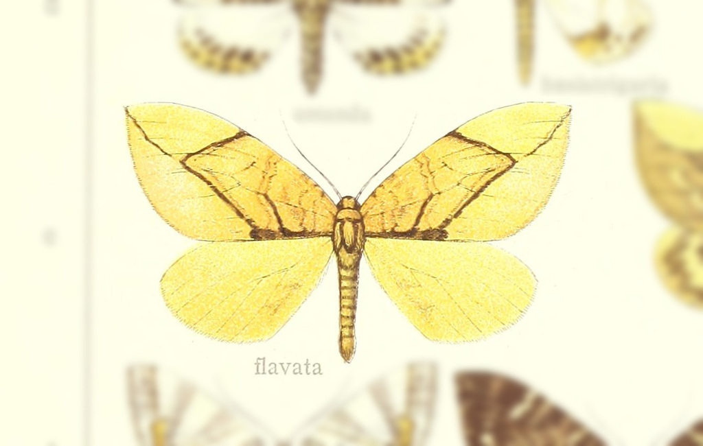 Gandaritis flavata