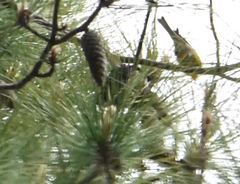 Setophaga pinus