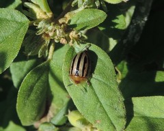 Agroiconota bivittata