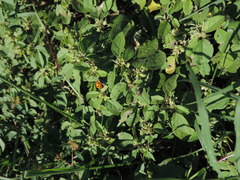 Agroiconota bivittata