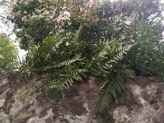 Phlebodium araneosum