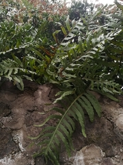 Phlebodium araneosum