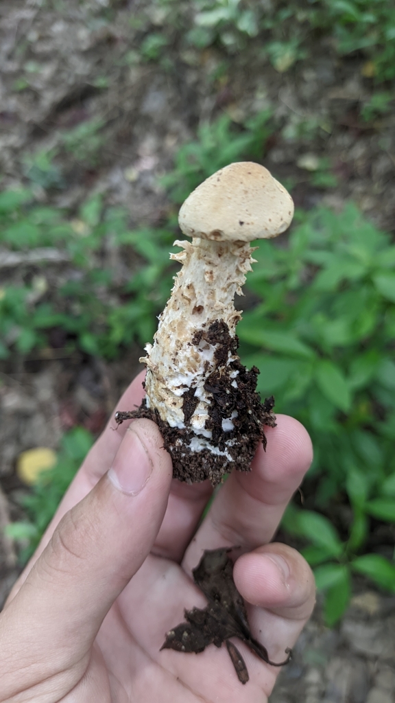 Macrocybe titans · April 2023 · photo: © leviathang09 (iNaturalist, cc0)