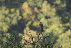 Aimophila notosticta