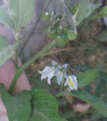 Solanum