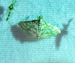 Pseudopyrausta santatalis