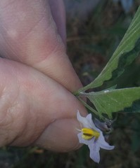 Solanum