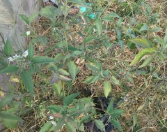 Solanum