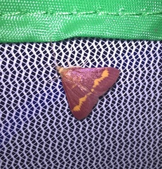 Pyrausta pseuderosnealis