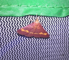 Pyrausta pseuderosnealis