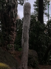 Cephalocereus senilis