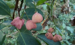 Euonymus hamiltonianus sieboldianus