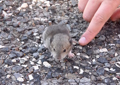 Onychomys leucogaster