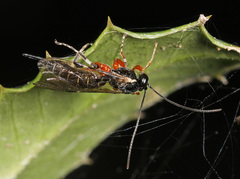 Itoplectis conquisitor