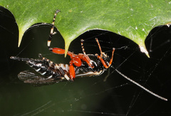 Itoplectis conquisitor