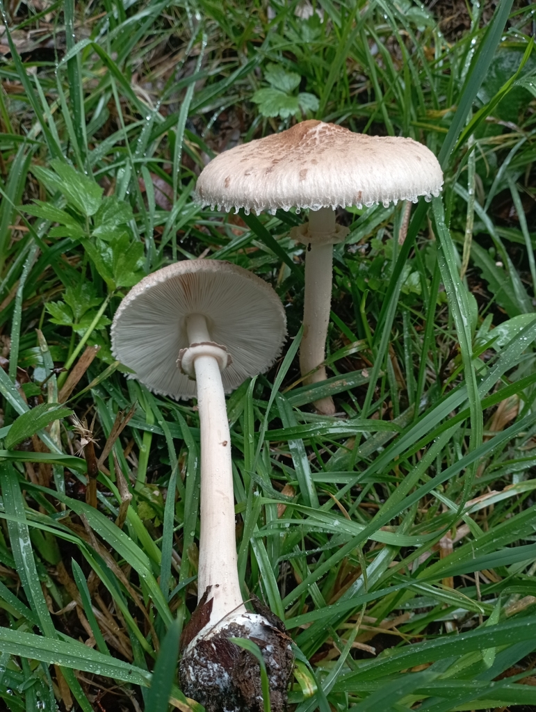 Macrolepiota bonaerensis · April 2023 · photo: © sur_endemico (iNaturalist, cc-by-nc)