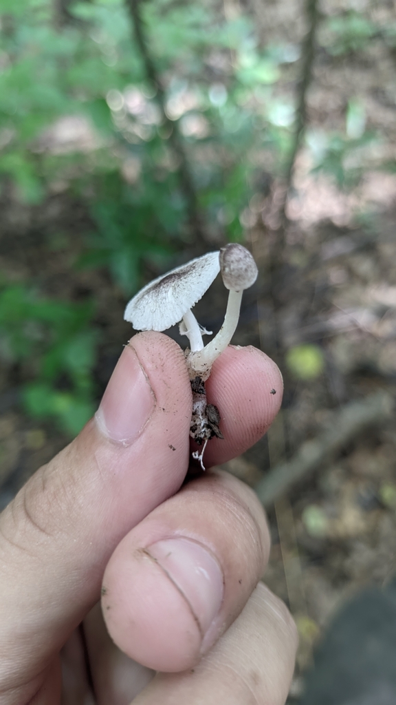 Leucocoprinus brebissonii · April 2023 · photo: © leviathang09 (iNaturalist, cc0)