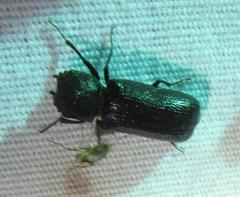 Apatides fortis