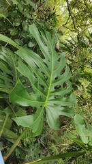 Monstera deliciosa image