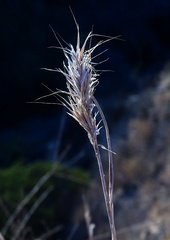 Bromus madritensis
