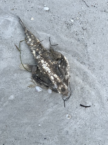 Polka-dot batfish (Ogcocephalus radiatus) — Ogcocephalidae — 3