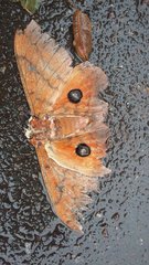 Pseudobunaea tyrrhena