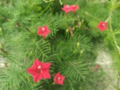 Ipomoea quamoclit