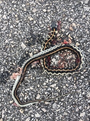 Thamnophis cyrtopsis ocellatus