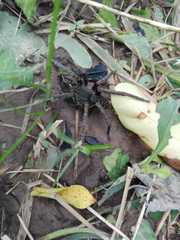 Ancylometes bogotensis