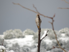 Colaptes