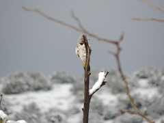 Colaptes