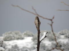 Colaptes