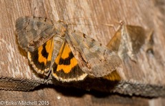 Catocala grynea