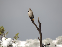 Colaptes