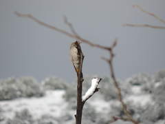 Colaptes