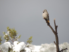 Colaptes