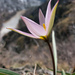 Tulipa patens - Photo 由 Alexey Zyryanov 所上傳的 (c) Alexey Zyryanov，保留部份權利CC BY-NC