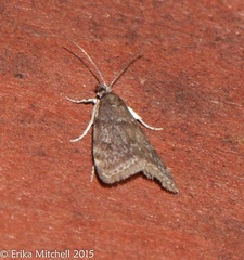 Scoparia penumbralis