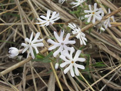 Phlox bifida