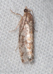 Eucopina tocullionana