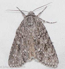Acronicta impleta
